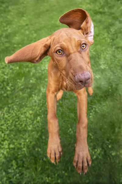 Vizsla puppy dog jumping up with crazy ears looking directly at the camera