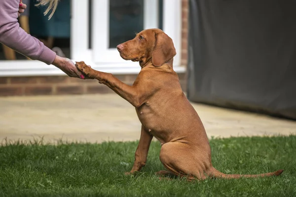 Vizsla puppy dog giving paw in the garden to her lady owner