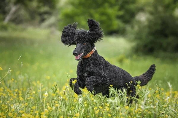 Black Standard Poodle Saltando Como Caballo Loco Con Orejas Prado Fotos De Stock