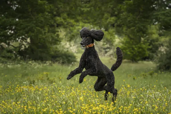 Black Standard Poodle Saltando Como Caballo Loco Prado Flores Amarillas Imagen de stock