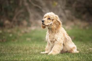 Altı aylık Cocker Spaniel sonbaharda sola bakan bir tarlada.