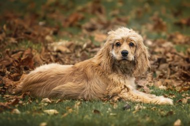 Altı aylık Cocker Spaniel sonbaharda yaprakların arasında yatıyor.