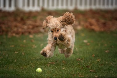 Altı aylık Cocker Spaniel sonbaharda tenis topunu kovalıyor.