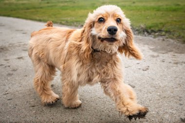 Altı aylık Cocker Spaniel Gülümseyen bir yolda yürüyor