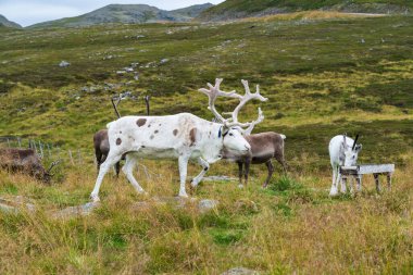 Norveç Avrupa 'da Nordkapp Kuzey Burnu' nda ren geyiği
