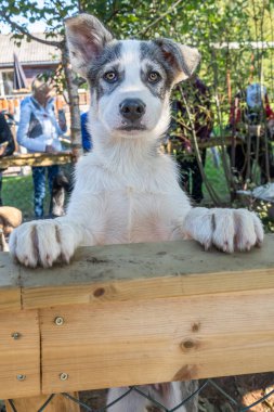 Yaz mevsiminde Norveç 'teki Tromso' da Husky için ana kamp.