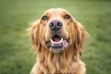 Golden Retriever parkta eğleniyor.