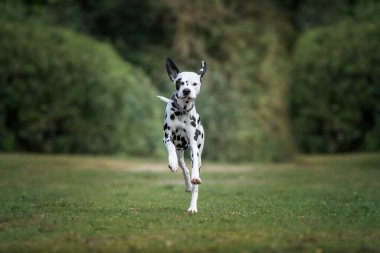 Dalmaçyalı bir köpek, Virginia Su Gölü 'nde yazın ormanın yanında hızla koşuyor.