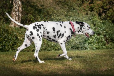 Dalmaçyalı köpek yazın Virginia Suyu 'nda ormanı keşfediyor.