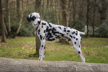 Dalmaçyalı köpek Virginia Suyu 'nda devrilmiş bir ağaç kütüğünün üzerinde duruyor.