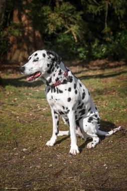 Dalmaçyalı köpek Virginia Su Gölü 'nde güneşin altında bir ağacın altında oturuyor.
