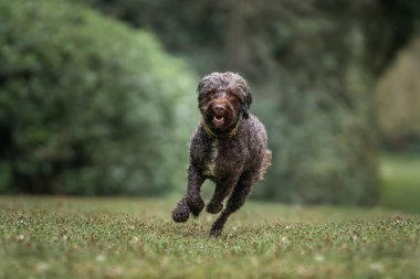 Virginia 'da esmer su sıçratan köpek