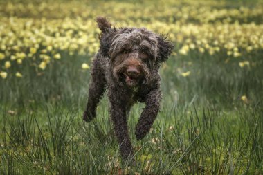 Virginia 'da esmer su sıçratan köpek