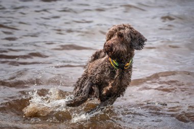 Virginia 'da esmer su sıçratan köpek