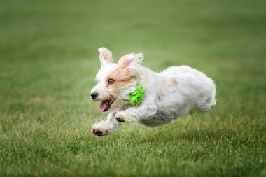 Windsor Uzun Yürüyüşünde Jack Russell Terrier köpeği