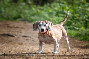 Virginia Su Gölü 'nde av köpeği.