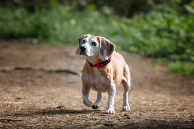 Virginia Su Gölü 'nde av köpeği.