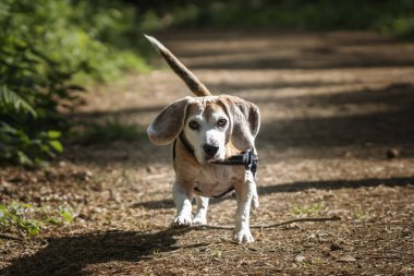 Virginia Su Gölü 'nde av köpeği.