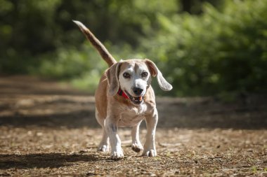 Virginia Su Gölü 'nde av köpeği.