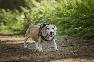 Virginia Su Gölü 'nde av köpeği.