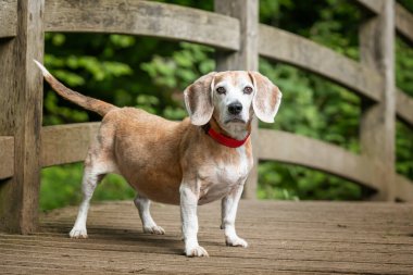 Virginia Su Gölü 'nde av köpeği.