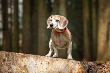 Virginia Su Gölü 'ndeki av köpeği ormandaki bir ağaç kütüğünde poz veriyor.