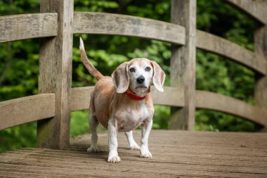 Virginia Su Gölü 'nde av köpeği.