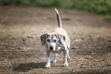 Virginia Su Gölü 'nde av köpeği.