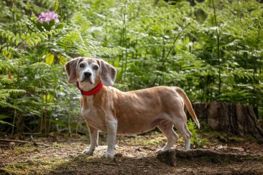 Virginia Su Gölü 'nde av köpeği.