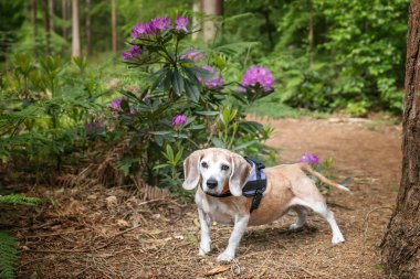 Virginia Su Gölü 'nde av köpeği.