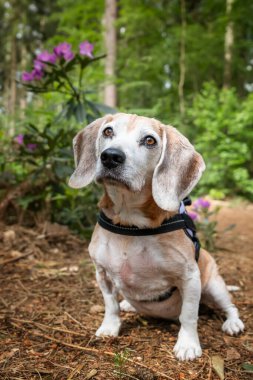 Virginia Su Gölü 'nde av köpeği.