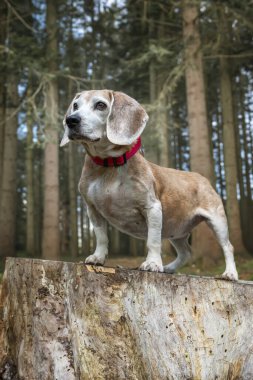 Virginia Su Gölü 'ndeki av köpeği ormandaki bir ağaç kütüğünde poz veriyor.