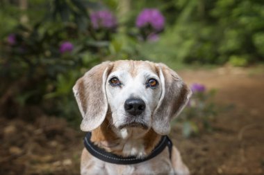 Virginia Su Gölü 'nde av köpeği.