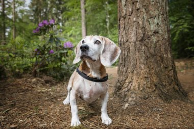 Virginia Su Gölü 'nde av köpeği.