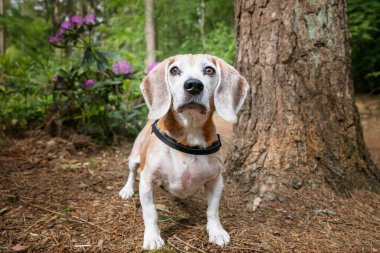 Virginia Su Gölü 'nde av köpeği.