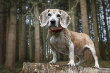 Virginia Su Gölü 'ndeki av köpeği ormandaki bir ağaç kütüğünde poz veriyor.