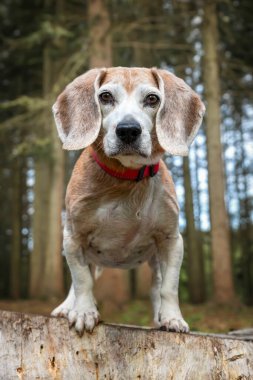Virginia Su Gölü 'ndeki av köpeği ormandaki bir ağaç kütüğünde poz veriyor.