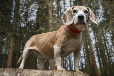 Virginia Su Gölü 'ndeki av köpeği ormandaki bir ağaç kütüğünde poz veriyor.