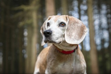 Virginia Su Gölü 'ndeki av köpeği ormandaki bir ağaç kütüğünde poz veriyor.