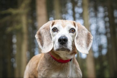 Virginia Su Gölü 'ndeki av köpeği ormandaki bir ağaç kütüğünde poz veriyor.