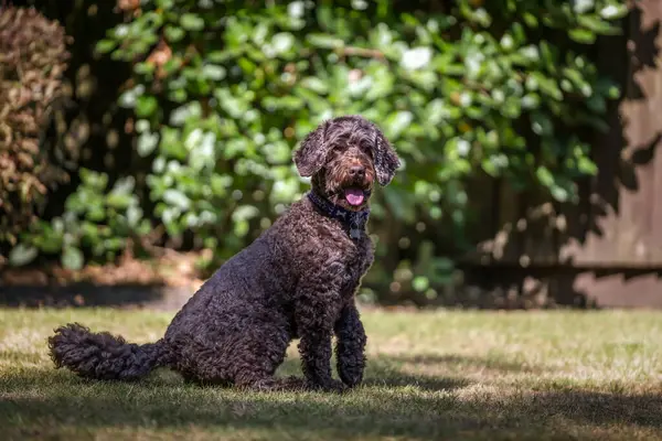 Bahçesinde oynayan kahverengi kakaolu köpek.