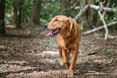 Berkshire 'da yazın ormanda Golden Retriever köpeği