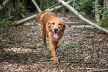 Berkshire 'da yazın ormanda Golden Retriever köpeği