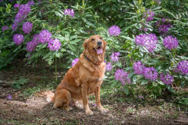 Berkshire 'da yazın ormanda Golden Retriever köpeği