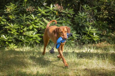 Sprizsla Vizsla dog in the Buttersteep Forest in Ascot clipart