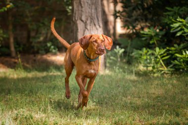 Sprizsla Vizsla köpeği Ascot 'taki Butterdik Ormanında