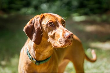 Sprizsla Vizsla dog in the Buttersteep Forest in Ascot clipart