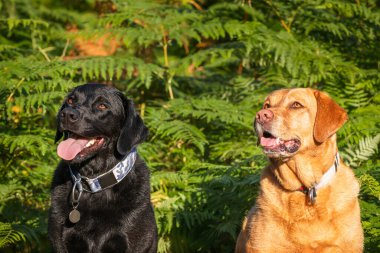 Labrador köpeği Swinley Ormanı 'nda sabahın erken saatlerinde güneşin altında oturuyor.