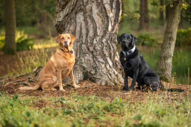 Labrador köpeği Swinley Ormanı 'nda sabahın erken saatlerinde güneşin altında oturuyor.