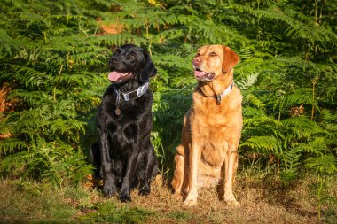 Labrador köpeği Swinley Ormanı 'nda sabahın erken saatlerinde güneşin altında oturuyor.